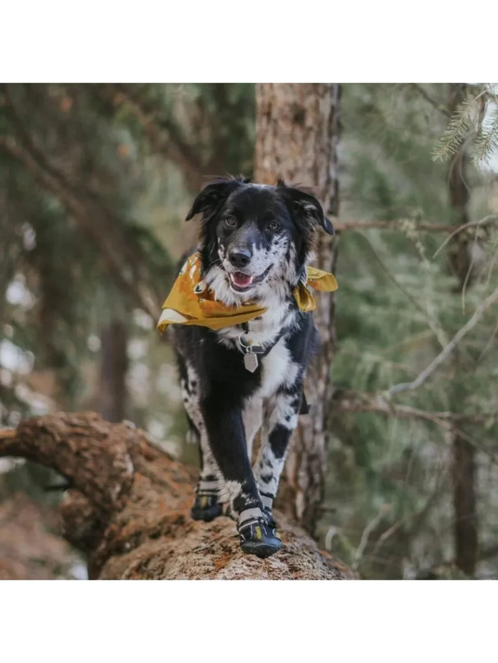 Waterproof Dog Boots for Large & Medium Dogs | Winter & Summer Paw Protectors